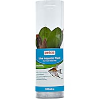Green Ozelot Sword (Echinodorus ozelot) - Aquarium Tube Plant