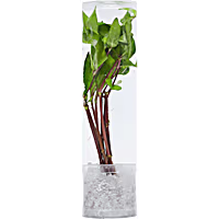 Compacta Sword (Echinodorus sp. "bleheri") - Aquarium Tube Plant