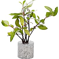 Hygrophila corymbosa "Compact" - Aquarium Tube Plant