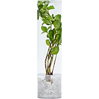 Wisteria (Hygrophila difformis)  - Aquarium Tube Plant