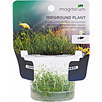 Ludwigia arcuata - Tissue Culture Aquarium Plant