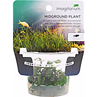Hygrophila pinnatifida - Tissue Culture Aquarium Plant