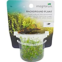 Ludwigia repens - Tissue Culture Aquarium Plant
