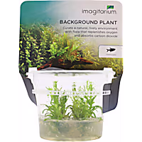 Pogostemon erectus - Tissue Culture Aquarium Plant