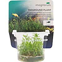 Pogostemon helferi - Tissue Culture Aquarium Plant