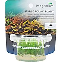 Taxiphyllum alternans - Tissue Culture Aquarium Plant