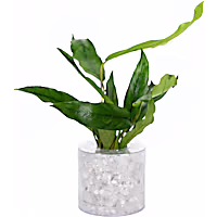 Anubias afzelli - Aquarium Tube Plant