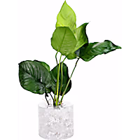 Anubias sp. "Barteri" - Aquarium Tube Plant