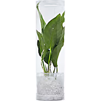 Anubias congensis - Aquarium Tube Plant