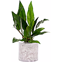 Anubias minima - Aquarium Tube Plant