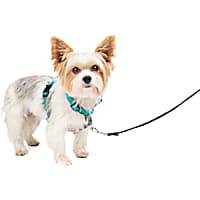 Petsafe Teal Three in One Harness