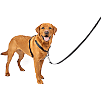 Pulling Solutions for Leash Training Success Petco