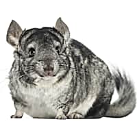 Chinchillas for sale pets at home outlet