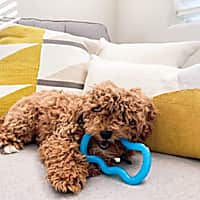 Nylabone Teethe 'N Tug Puppy Chew Toy