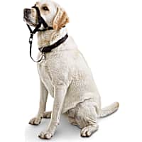 Good2Go Head Halter for Dogs