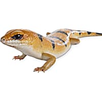 Petco lizards cheap