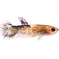 Baby Boy Betta