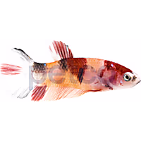 Female Koi Betta