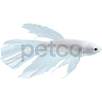 Male White Opal Betta