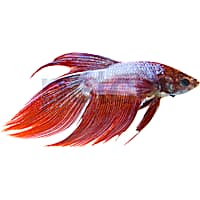 Male Dragonscale Betta