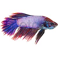 Male Rose Petal Betta