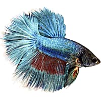Male Rose Petal Betta