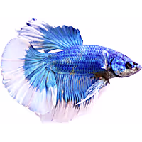 Male Butterfly Betta