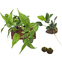 Plant Pack 5 - Decor for 10-20 Gallon Tanks
