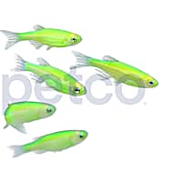 Petco glofish clearance