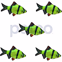 Electric Green Tiger Barb - 5 Pack