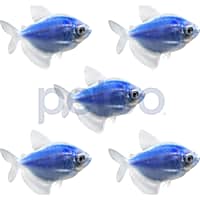 Cosmic Blue Tetra - 5 Pack