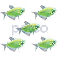 Electric Green Tetra - 5 Pack