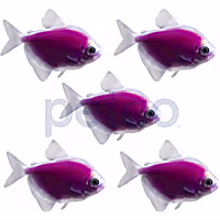 Galactic Purple Tetra - 5 Pack