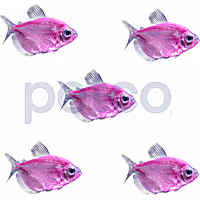Moonrise Pink Tetra - 5 Pack