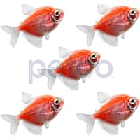 Neon tetra price at petco hotsell