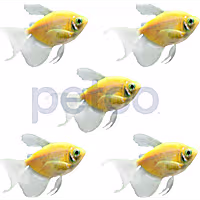 Sunburst Orange Longfin Tetra - 5 Pack