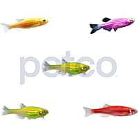 Freshwater Fish Danios Minnows for Sale Petco