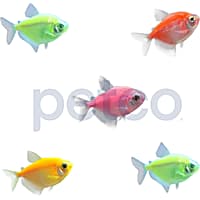 Assorted GloFish Tetra - 5 Pack
