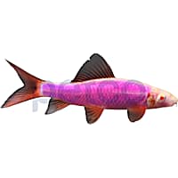 Galactic Purple Shark