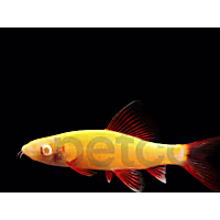 Sunburst Orange Shark