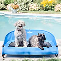 Petco cooling pad clearance