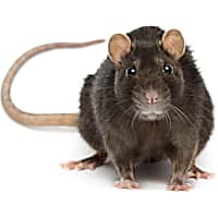 Petco top small animals