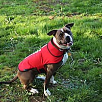 Healers Spot-Lite Dog Reflective Jacket with Red LED Lights