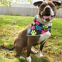 Healers Spot-Lite Dog Bandana Paw with LED Lights