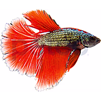 Male Copper Betta