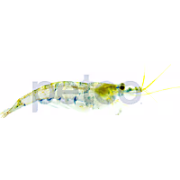 Blue Shrimp
