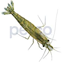 Freshwater Invertebrates Shrimp Snails For Sale Petco