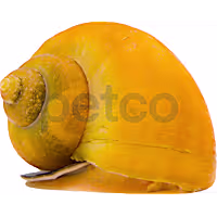 Gold Inca Snail
