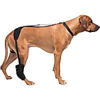 Petco sales dog brace