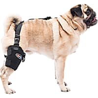 Petco sales dog brace
